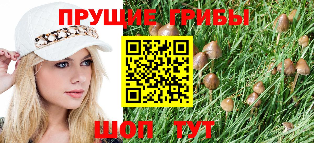 Псилоцибиновые грибы мицелий Дедовск